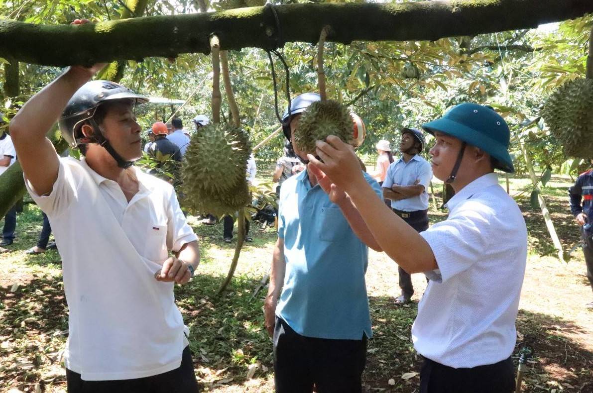 Đắk Lắk tích cực xác định “vùng an toàn” cho mùa vụ sầu riêng 2025