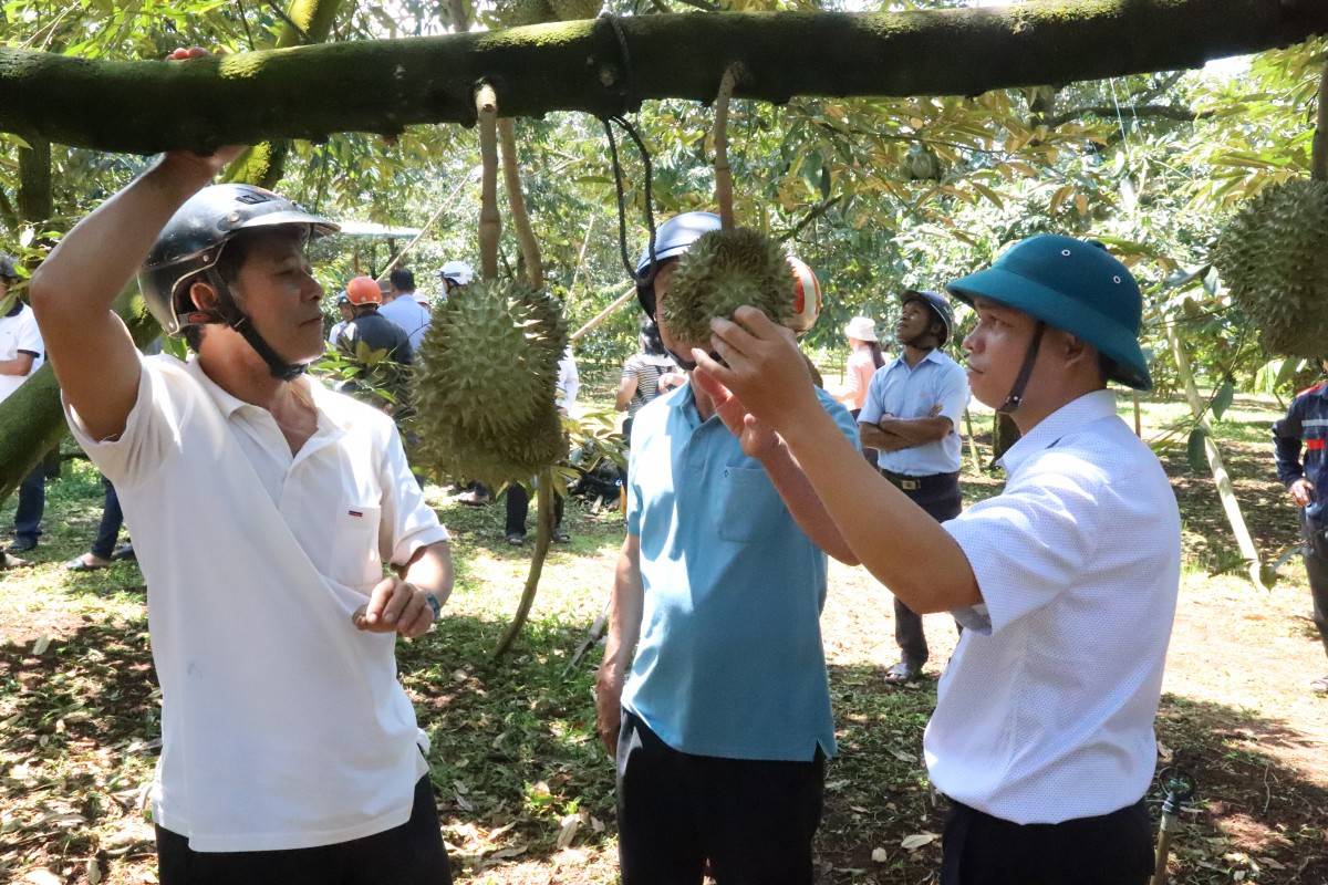 Đắk Lắk tích cực xác định “vùng an toàn” cho mùa vụ sầu riêng 2025