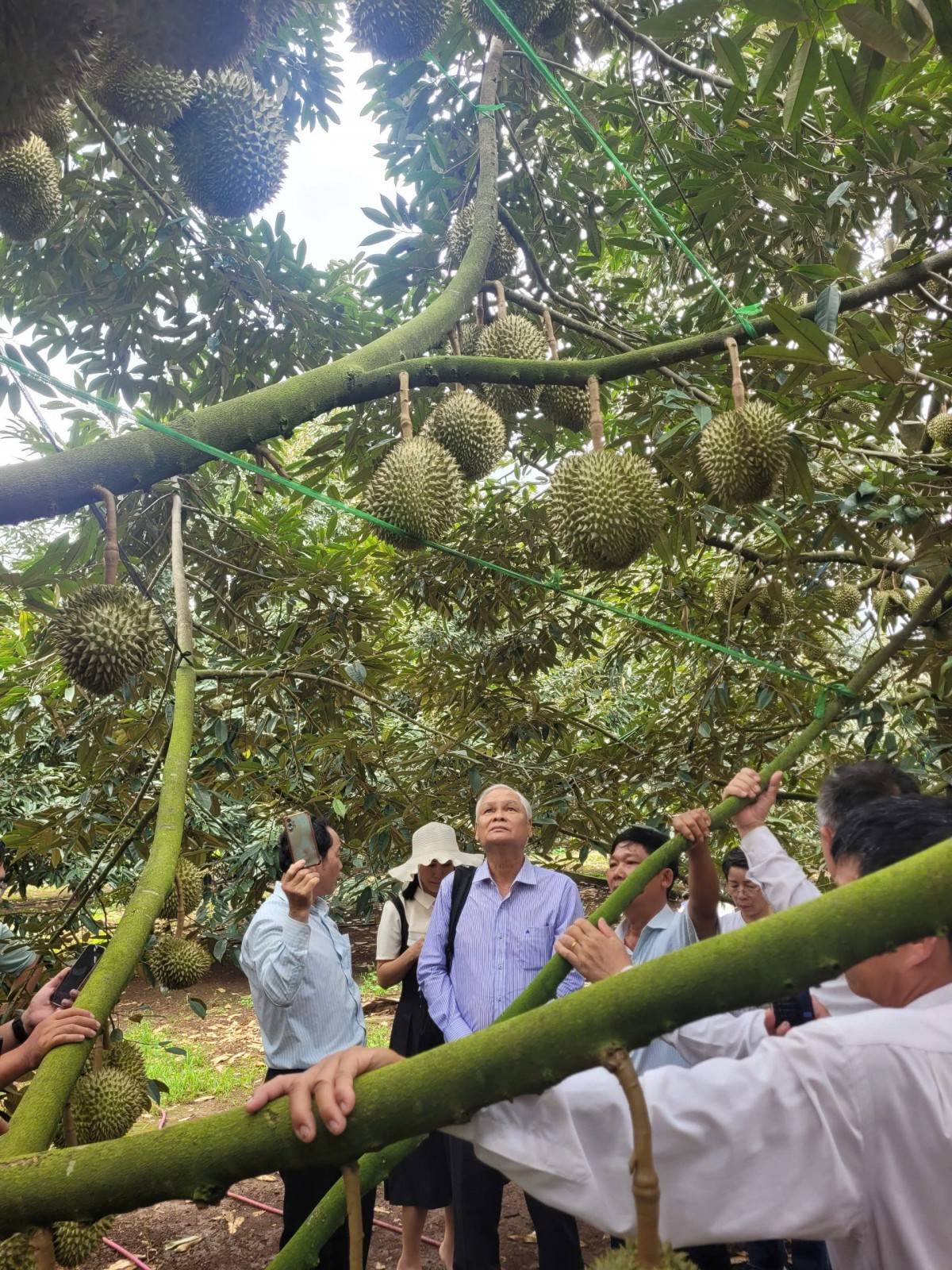 Đắk Lắk tích cực xác định “vùng an toàn” cho mùa vụ sầu riêng 2025