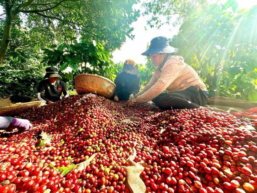 Giá cà phê tăng vọt, Việt Nam lập kỷ lục xuất khẩu 6 tháng đầu năm 2025
