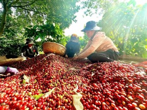 Giá cà phê tăng vọt, Việt Nam lập kỷ lục xuất khẩu 6 tháng đầu năm 2025