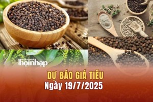 Dự báo giá tiêu 19/7: Giá tiêu trong nước có xu hướng "rớt" giá mạnh