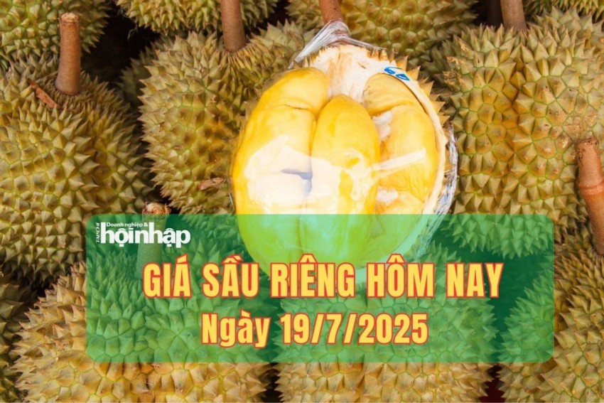 Giá sầu riêng hôm nay 19/7: Sầu riêng Thái loại A giữ giá 75.000-80.000 đồng/kg