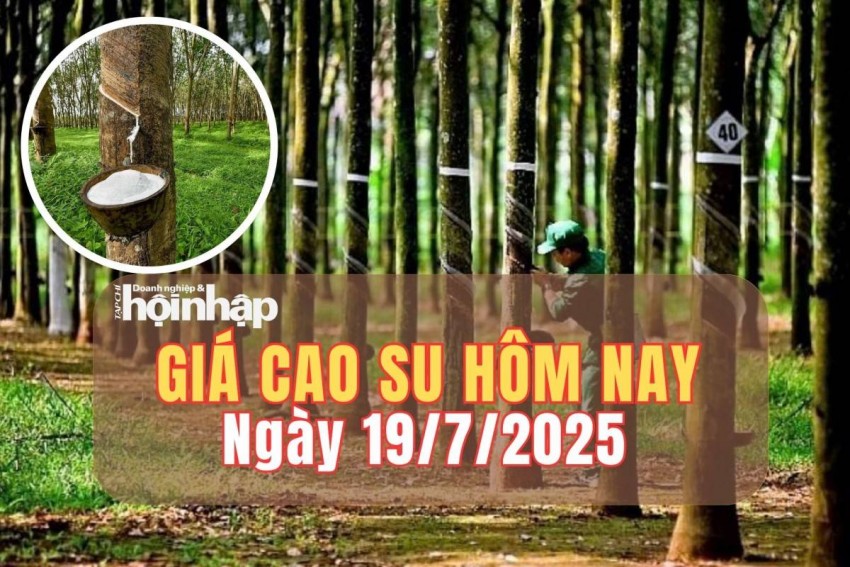 Giá cao su hôm nay 19/7/2025: Giá cao su trong nước đối mặt thách thức truy xuất nguồn gốc 