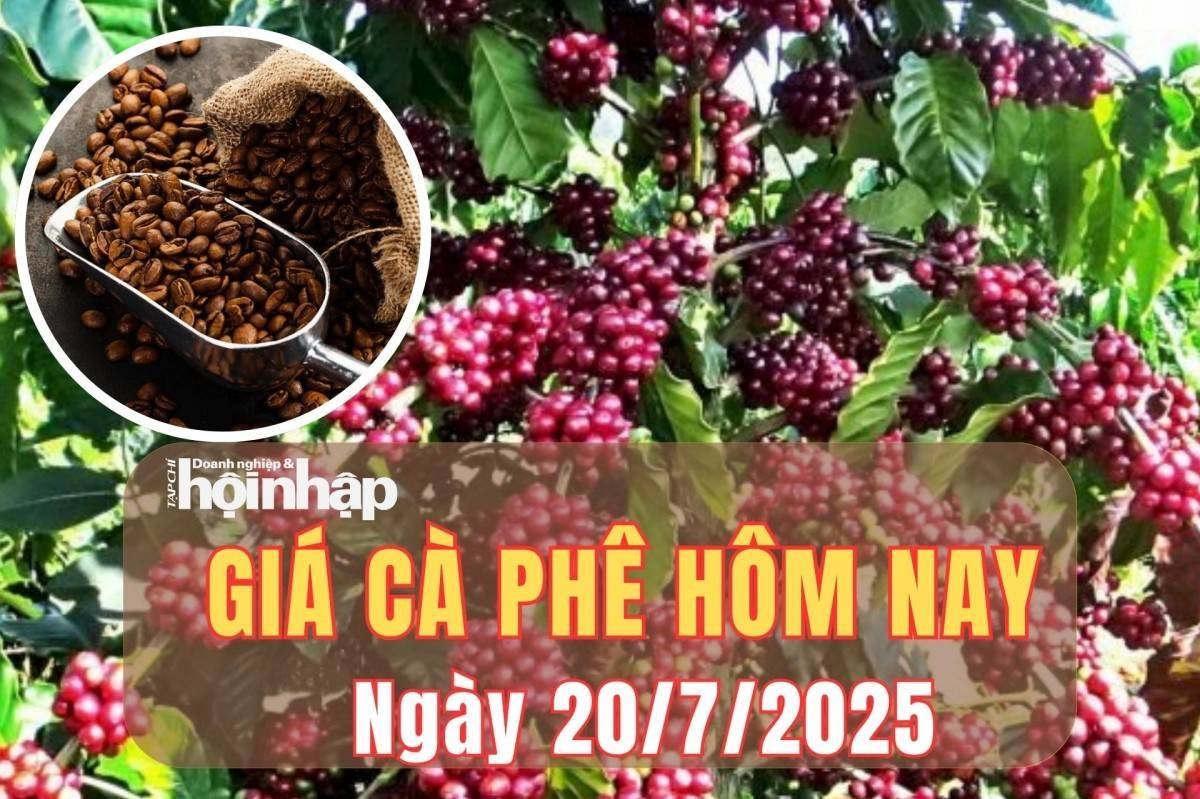 Giá cà phê hôm nay 20/7/2025: Giá cà phê trong nước quay đầu tăng vọt