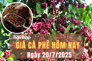 Giá cà phê hôm nay 20/7/2025: Giá cà phê trong nước quay đầu tăng vọt