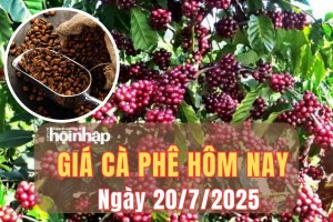 Giá cà phê hôm nay 20/7/2025: Giá cà phê trong nước quay đầu tăng vọt