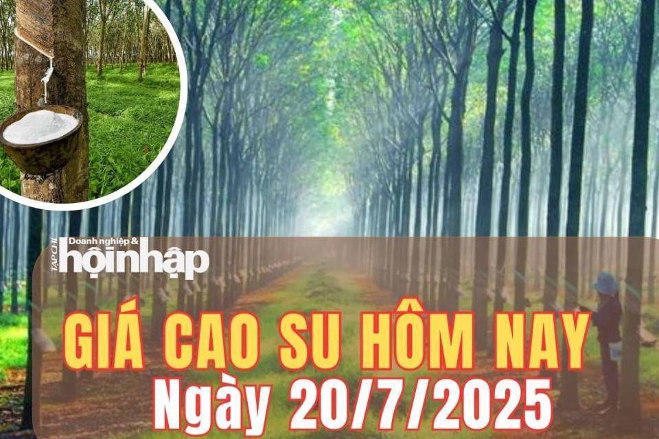 Giá cao su hôm nay 20/7/2025: hiên giao dịch cuối tuần, giá cao su thế giới biến động không đồng nhất