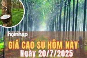 Giá cao su hôm nay 20/7/2025: hiên giao dịch cuối tuần, giá cao su thế giới biến động không đồng nhất