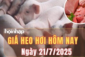 Giá heo hơi hôm nay 21/7/2025: Giá heo hơi ổn định trên toàn quốc, thịt heo bán lẻ giữ giá