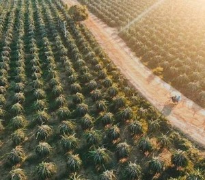 Sản phẩm OCOP Lâm Đồng: Bứt phá nhờ chuyển đổi số và truy xuất nguồn gốc