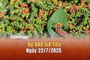 Dự báo giá tiêu 22/7: Giá tiêu trong nước giữ đà tăng "đỉnh"