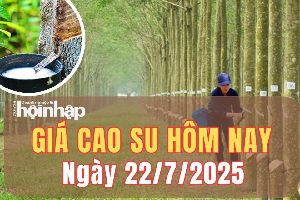 Giá cao su hôm nay 22/7/2025: Giá cao su trong nước ổn định, thế giới tăng giảm trái chiều