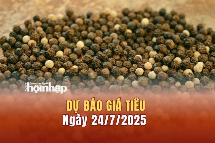 Dự báo giá tiêu 24/7: Giá tiêu trong nước và thế giới liên tiếp tăng cao