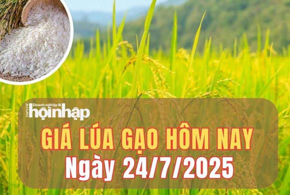 Giá lúa gạo hôm nay 24/7/2025: Giá gạo xuất khẩu tiếp đà tăng nhẹ