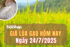 Giá lúa gạo hôm nay 24/7/2025: Giá gạo xuất khẩu tiếp đà tăng nhẹ
