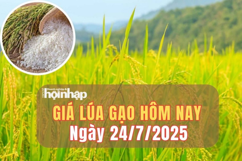 Giá lúa gạo hôm nay 24/7/2025: Giá gạo xuất khẩu tiếp đà tăng nhẹ