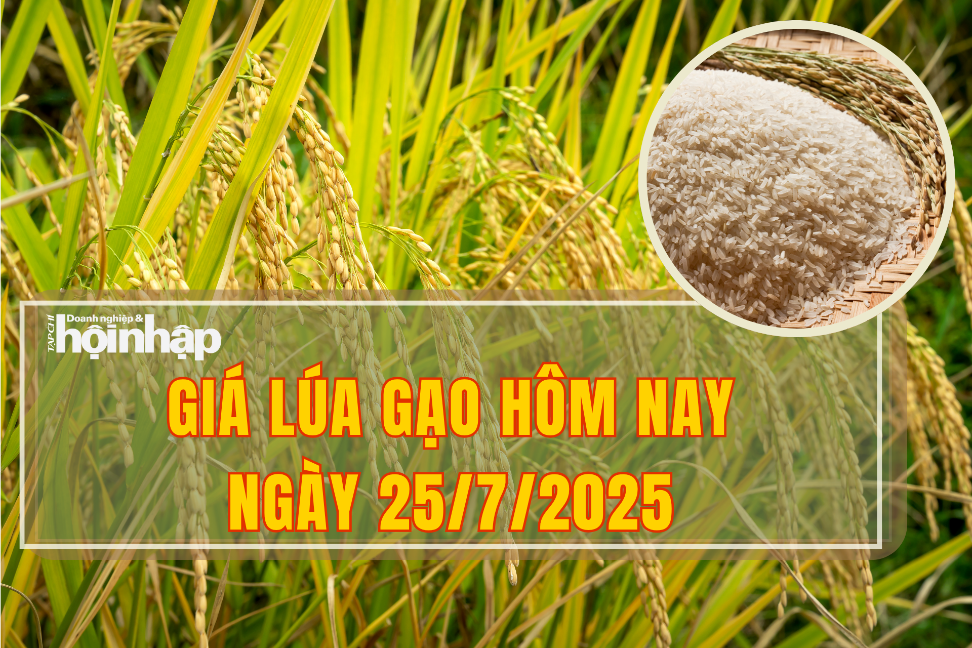 Giá lúa gạo hôm nay 25/7/2025: Giá gạo trong nước tiếp tục tăng nhẹ