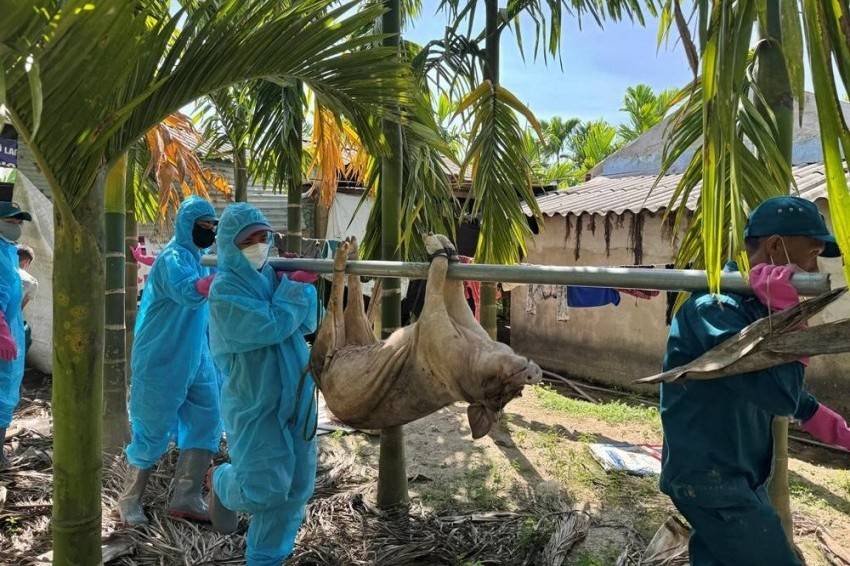 Đà Nẵng siết chặt phòng dịch tả lợn châu Phi, Chủ tịch xã, phường chịu trách nhiệm nếu để lây lan