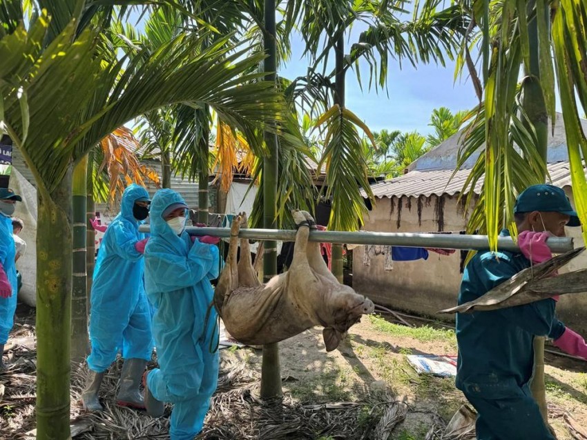 Đà Nẵng siết chặt phòng dịch tả lợn châu Phi, Chủ tịch xã, phường chịu trách nhiệm nếu để lây lan