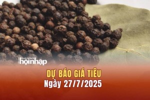 Dự báo giá tiêu 27/7: Giá tiêu trong nước tiếp đà giảm nhẹ