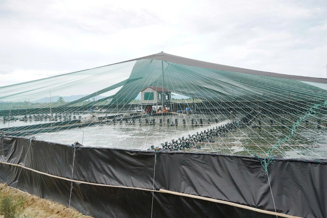 Nông nghiệp Quảng Trị trên hành trình số hóa: Gieo công nghệ, gặt giá trị