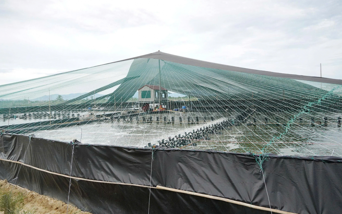 Nông nghiệp Quảng Trị trên hành trình số hóa: Gieo công nghệ, gặt giá trị Nông nghiệp Quảng Trị trên hành trình số hóa: Gieo công nghệ, gặt giá trị