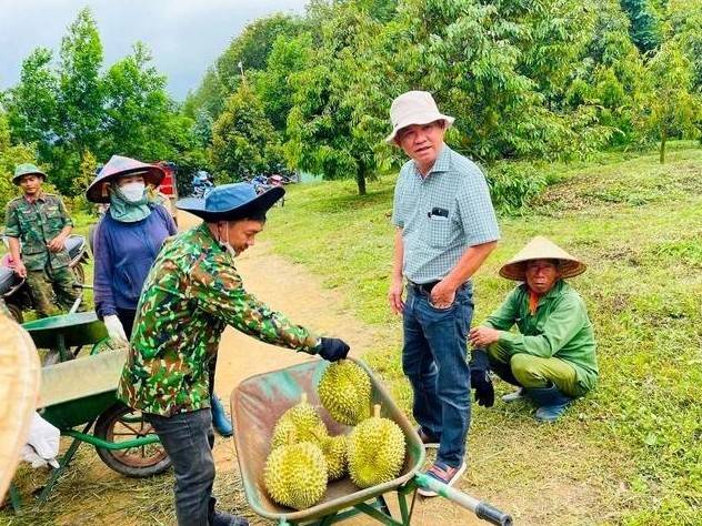 Lỡ nhịp với giá heo tăng chóng mặt, Hoàng Anh Gia Lai rẽ hướng sang trồng cà phê và nuôi dâu tằm
