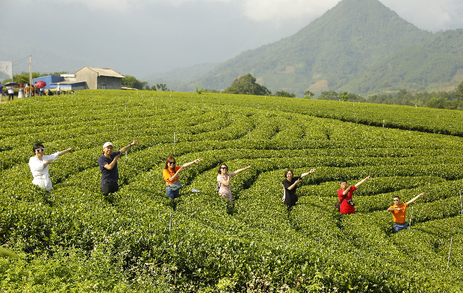 Thái Nguyên: Đưa chè Tân Cương 