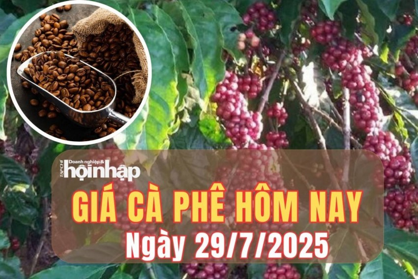 Giá cà phê hôm nay 29/7/2025: Giá cà phê trong nước vượt mốc 96.700 đồng/kg, thế giới tăng vọt hơn 4%