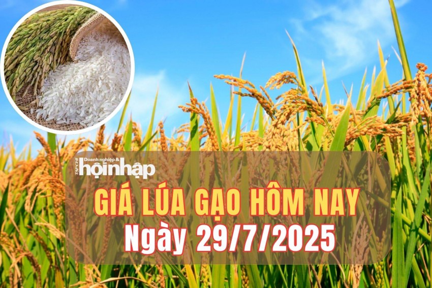 Giá lúa gạo hôm nay 29/7/2025: Giá gạo nguyên liệu tăng, gạo xuất khẩu giảm nhẹ