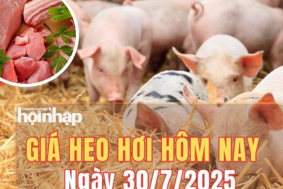Giá heo hơi hôm nay 30/7/2025: Giá heo hơi miền Bắc và miền Trung tăng nhẹ