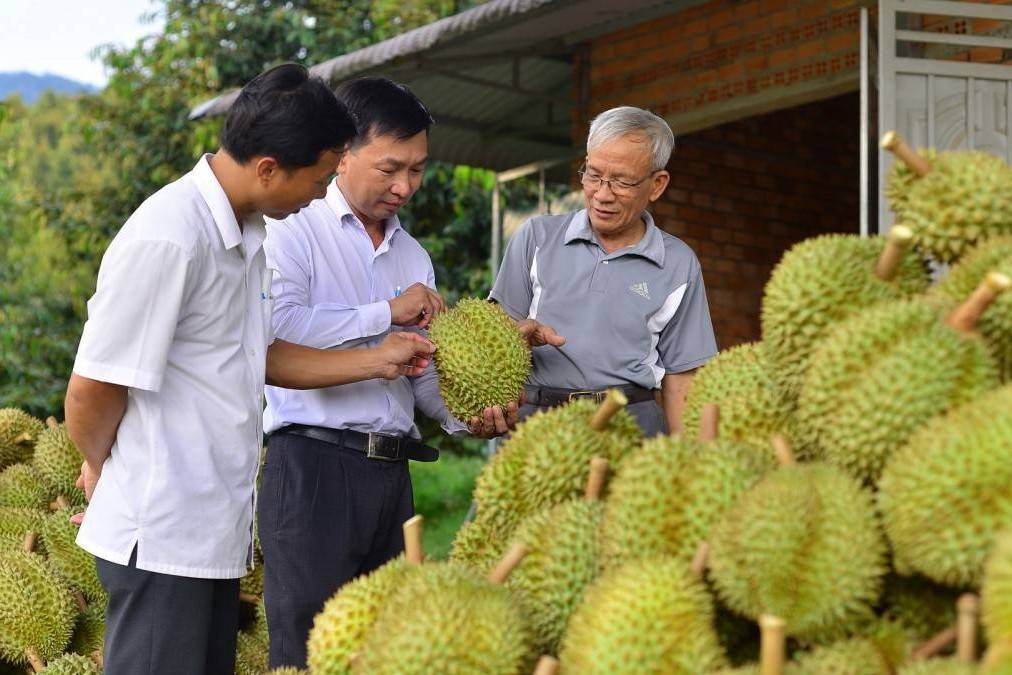 Trung Quốc đánh giá cao chất lượng sầu riêng Việt Nam - kỳ vọng tăng trưởng xuất khẩu
