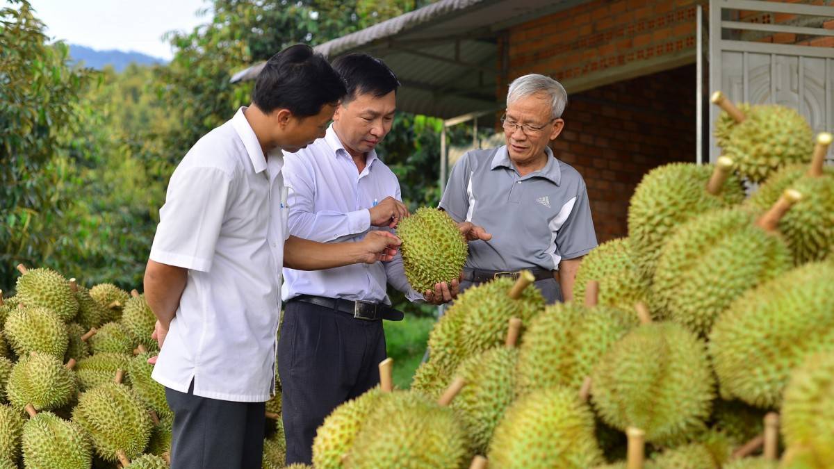 Trung Quốc đánh giá cao chất lượng sầu riêng Việt Nam - kỳ vọng tăng trưởng xuất khẩu