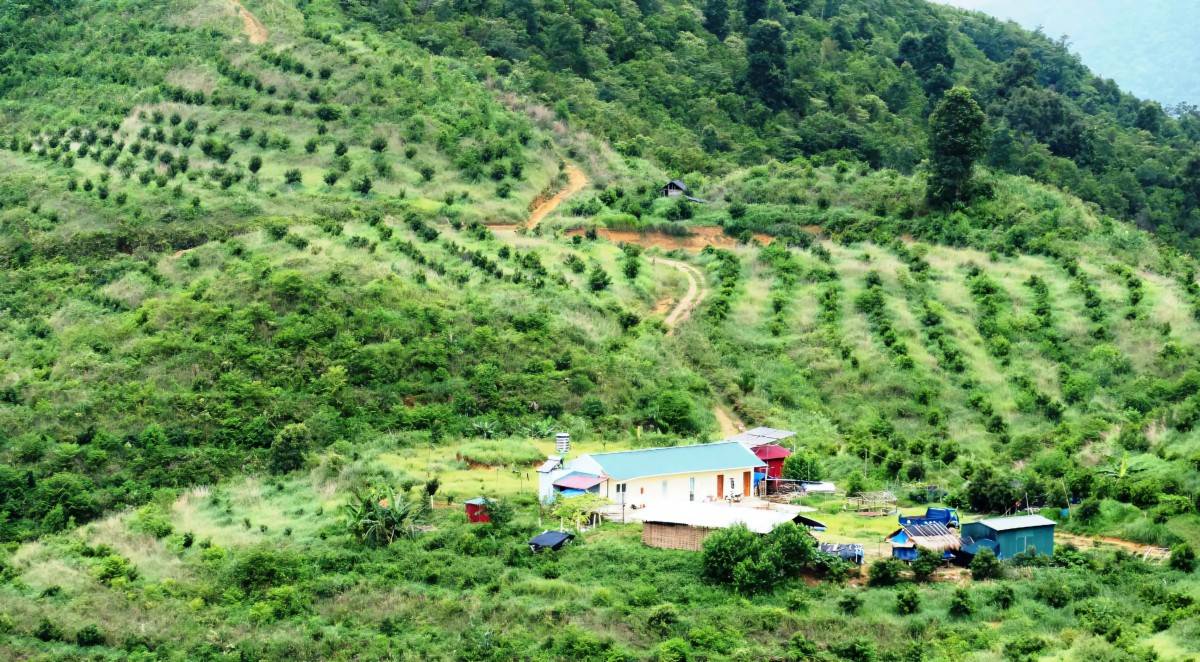 Mắc-ca Lai Châu: Doanh nghiệp giữ vai trò “kết nối chuỗi” Mắc-ca Lai Châu: Doanh nghiệp giữ vai trò “kết nối chuỗi”