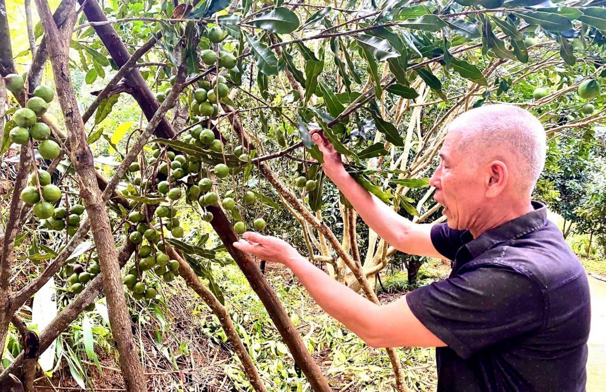 Mắc-ca Lai Châu: Doanh nghiệp giữ vai trò “kết nối chuỗi” Mắc-ca Lai Châu: Doanh nghiệp giữ vai trò “kết nối chuỗi”