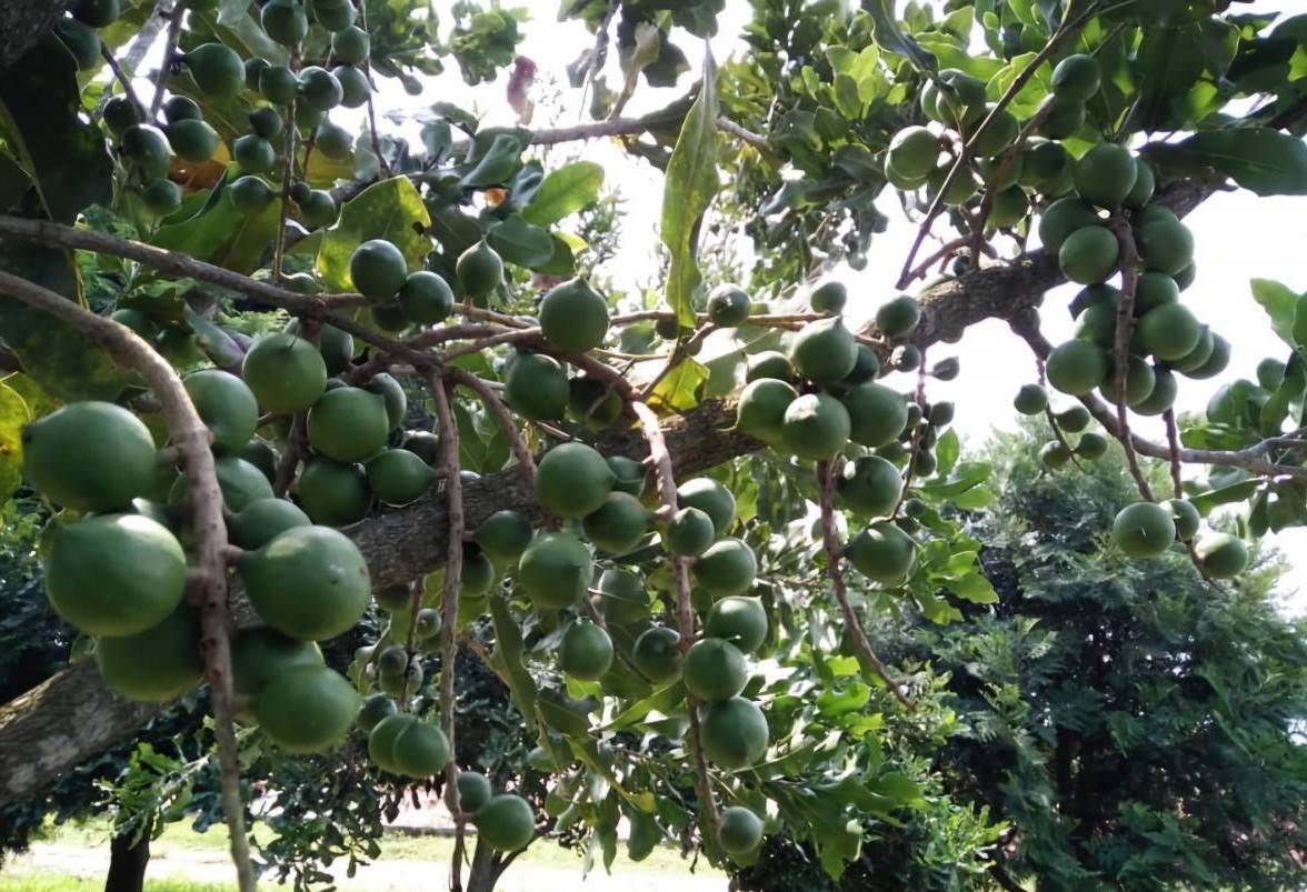Mắc-ca Lai Châu: Doanh nghiệp giữ vai trò “kết nối chuỗi”