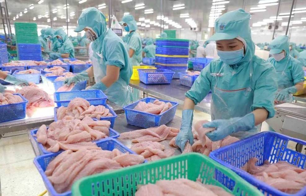 Giá bán cá tra neo cao, công ty con của Tập đoàn Sao Mai báo lãi cao nhất trong 11 quý