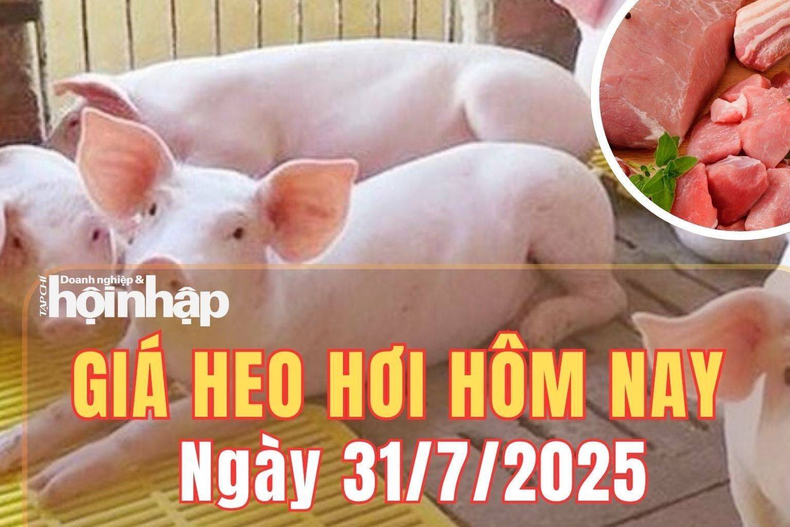 Giá heo hơi hôm nay 31/7/2025: Giá heo hơi tiếp tục tăng tại miền Bắc và miền Trung, miền Nam tạm chững