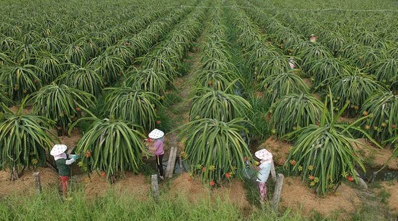 Đề xuất xây dựng 15 vùng trồng phát thải thấp để hướng tới Net Zero