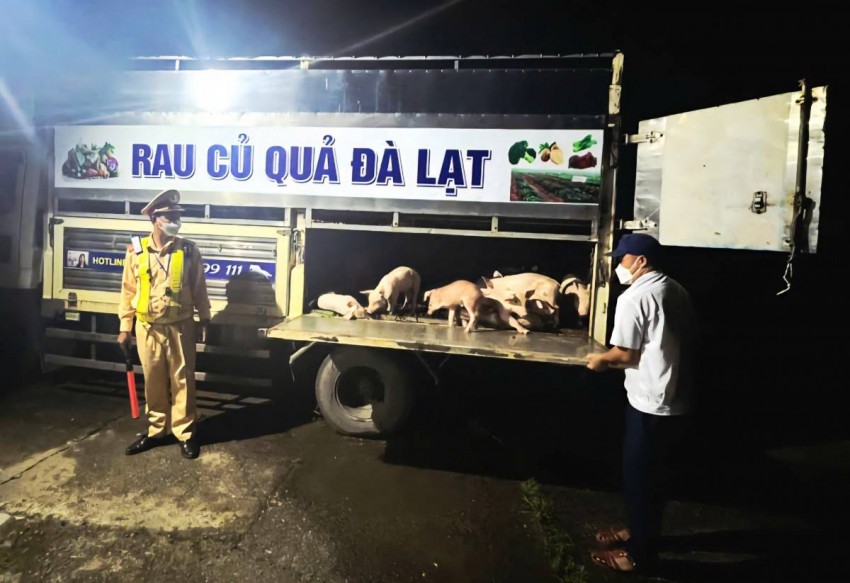 Đắk Lắk: Phát hiện xe tải chở gần 100 con lợn nhiễm dịch tả châu Phi đi tiêu thụ