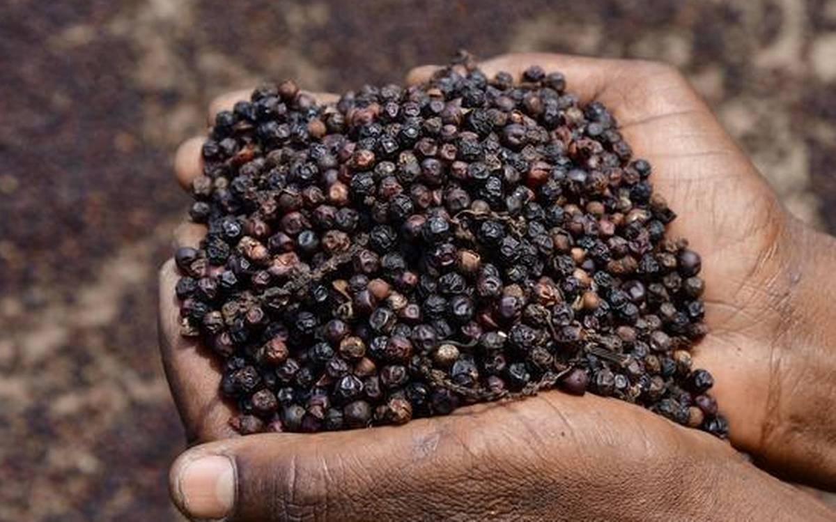 Ngành hồ tiêu xuất khẩu tỉ USD nhưng gần như không đóng thuế GTGT: VPSA kiến nghị cải cách