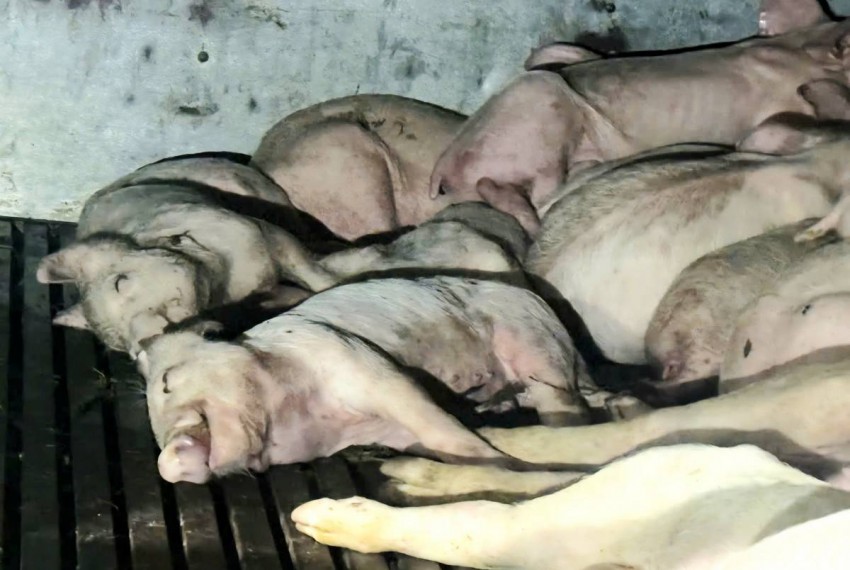 Đắk Lắk: Phát hiện xe tải chở gần 100 con lợn nhiễm dịch tả châu Phi đi tiêu thụ