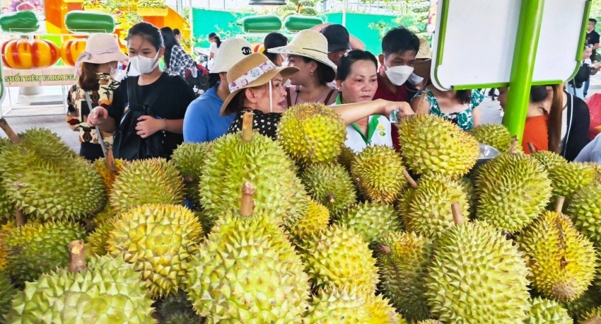 Tiêu chuẩn mới cho sầu riêng xuất khẩu: Nâng chất, giữ uy tín nông sản Việt