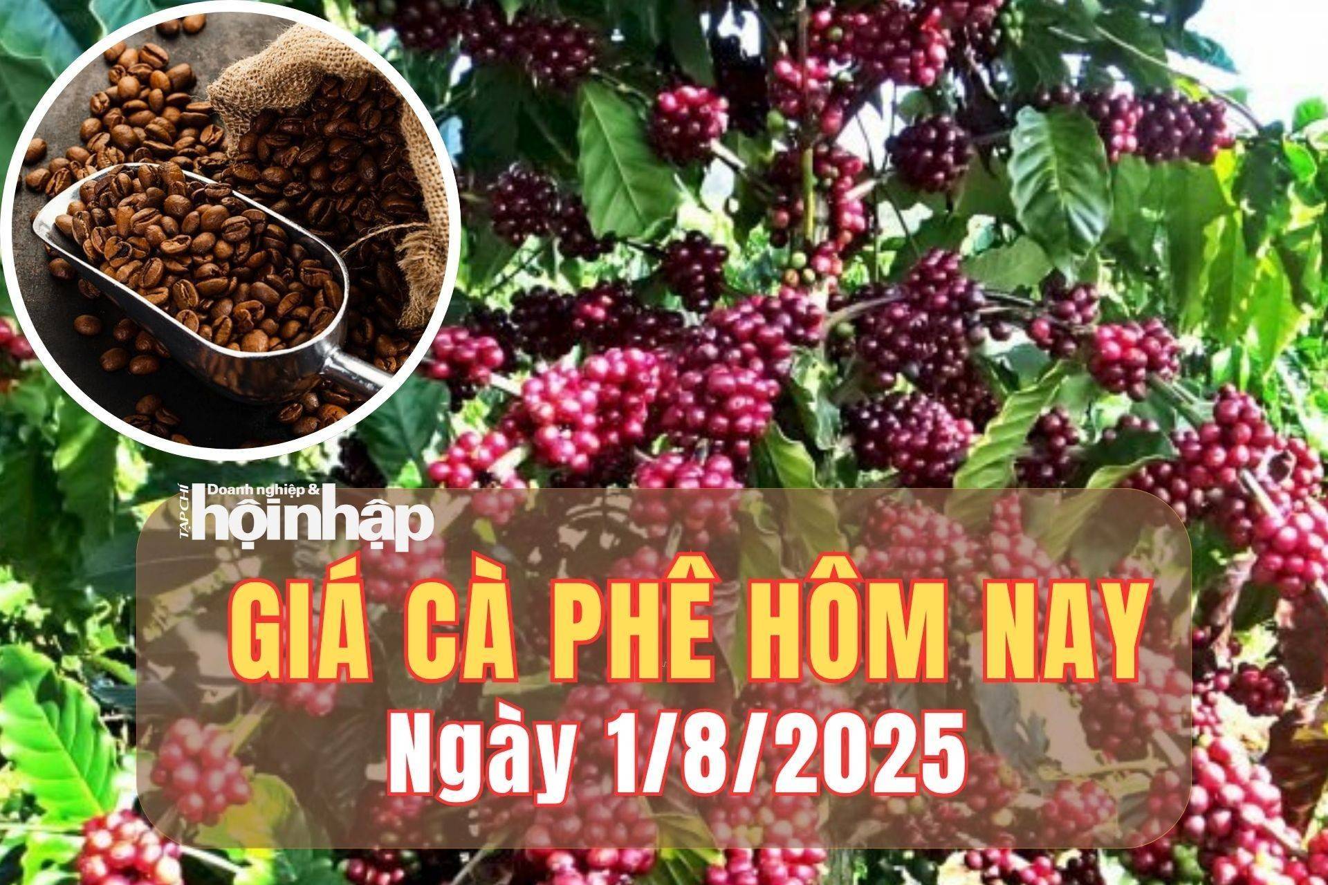 Giá cà phê hôm nay 1/8/2025: Giá cà phê trong nước tăng dựng đứng, chạm ngưỡng 99.700 đồng/kg