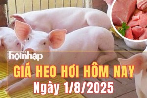 Giá heo hơi hôm nay 1/8/2025: Giá heo hơi tăng nhẹ trên cả nước, Hà Nội lập đỉnh 65.000 đồng/kg