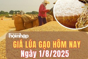 Giá lúa gạo hôm nay 1/8/2025: Giá gạo nguyên liệu đảo chiều giảm nhẹ