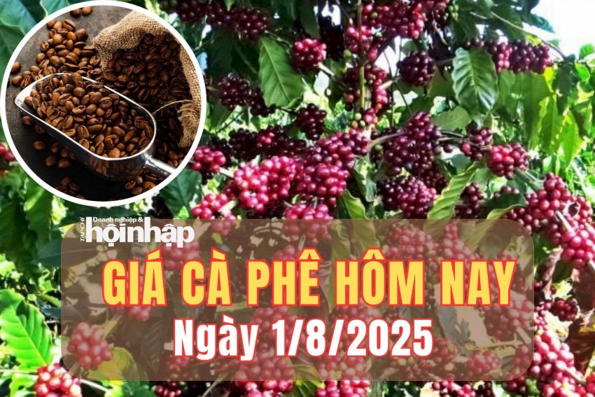 Giá cà phê hôm nay 1/8/2025: Giá cà phê trong nước tăng dựng đứng, chạm ngưỡng 99.700 đồng/kg 