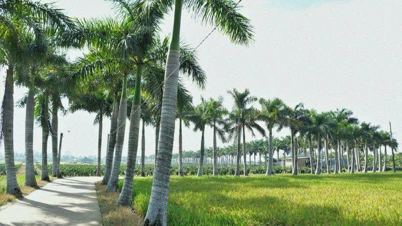 Hàng cau vua, một trong những địa điểm được du khách gần xa thích thú ghé đến khi có dịp đến Tân Trụ.