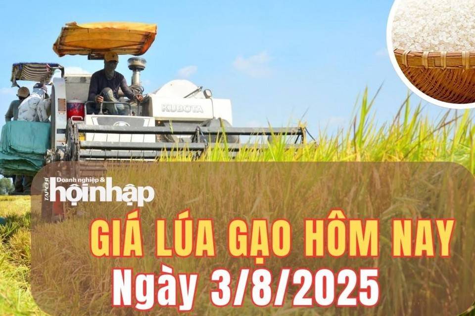 Giá lúa gạo hôm nay 3/8/2025: Giá gạo nguyên liệu tăng giảm trái chiều